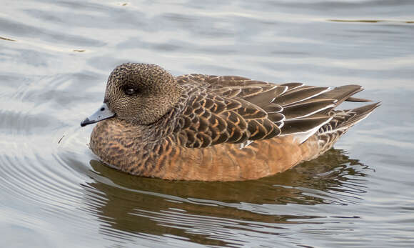 Image of American Wigeon