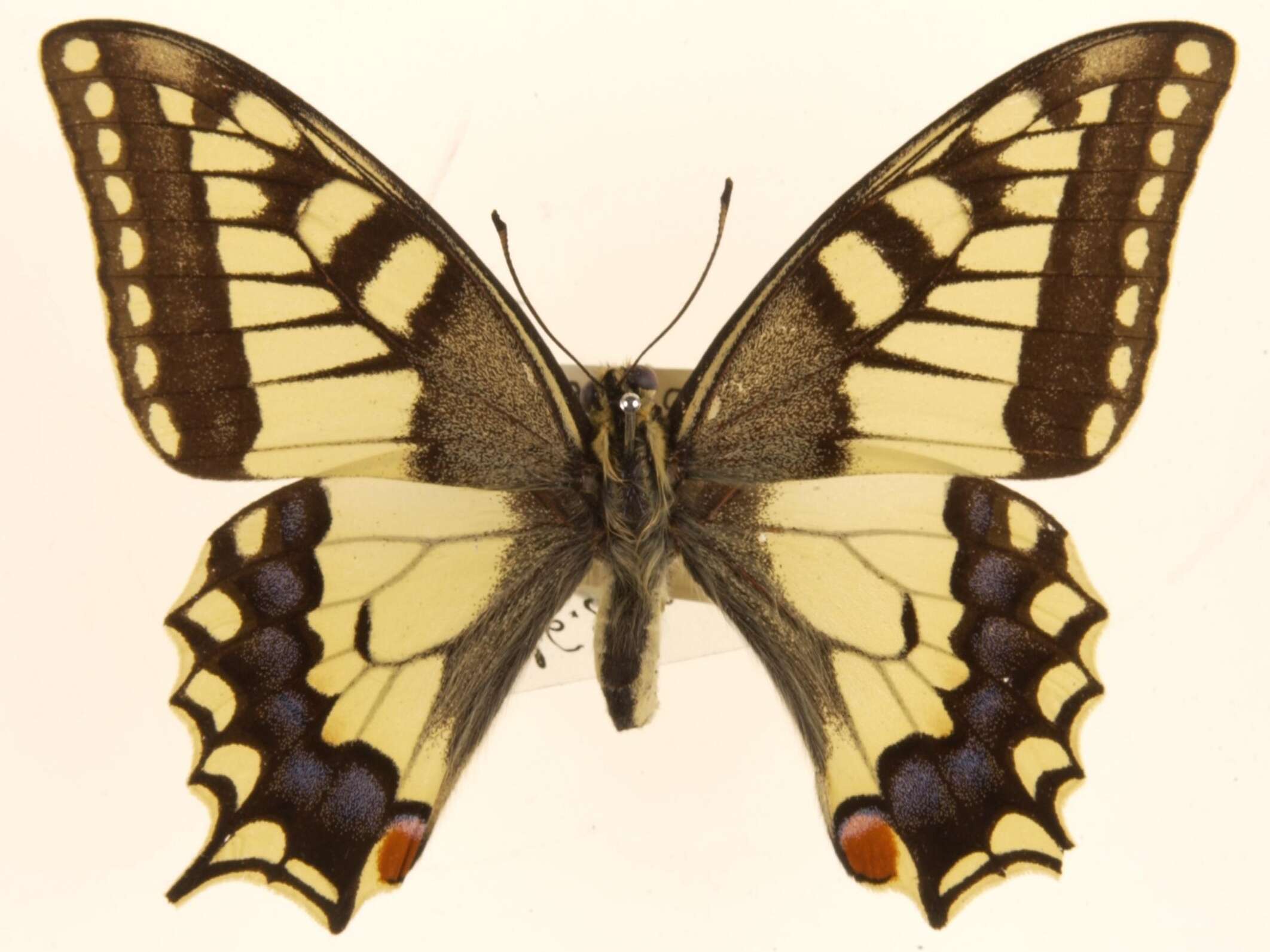 Image of Saharan Swallowtail