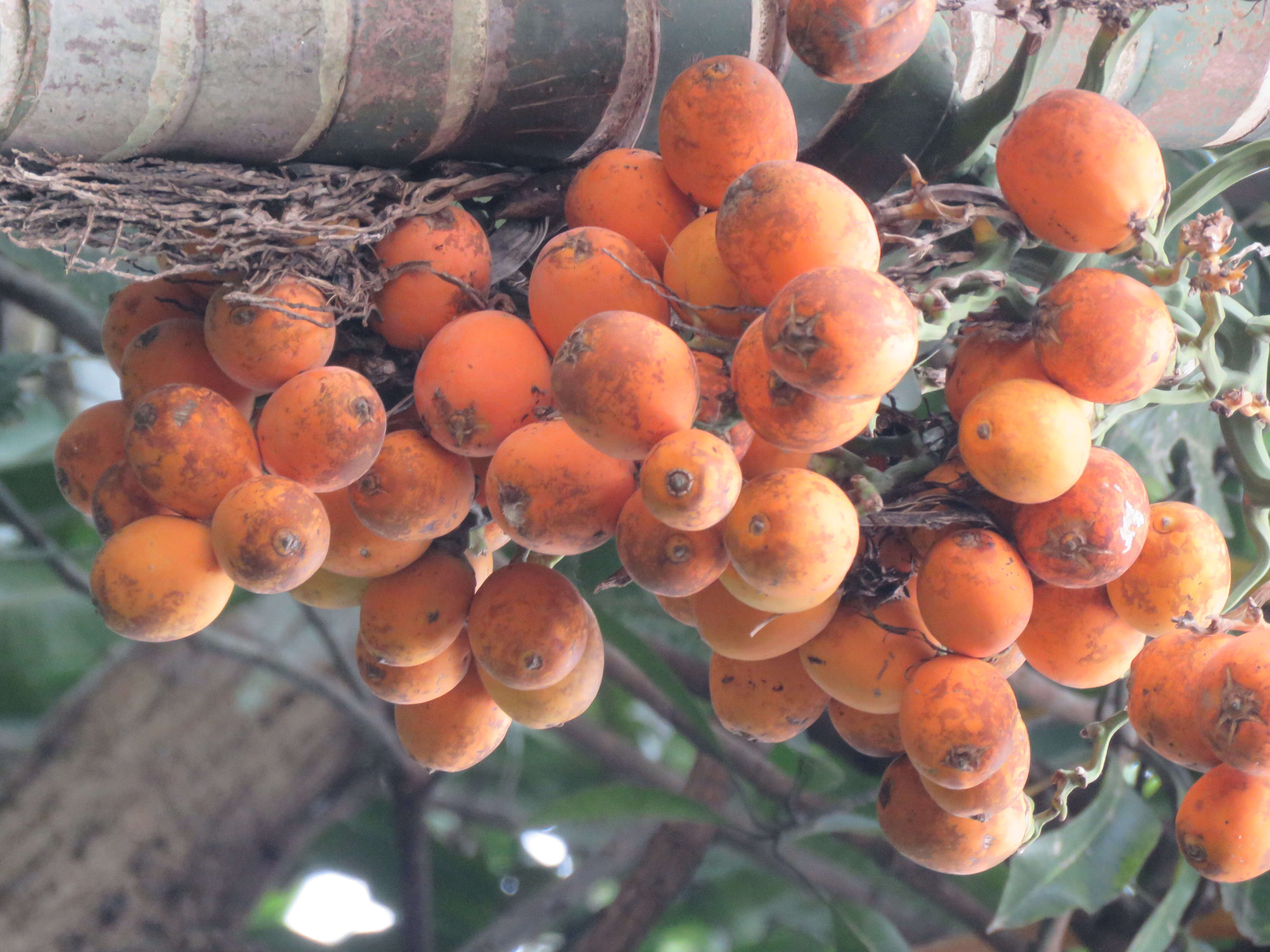 Image of betel palm