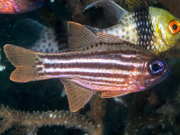 Image of Blue-eye cardinalfish