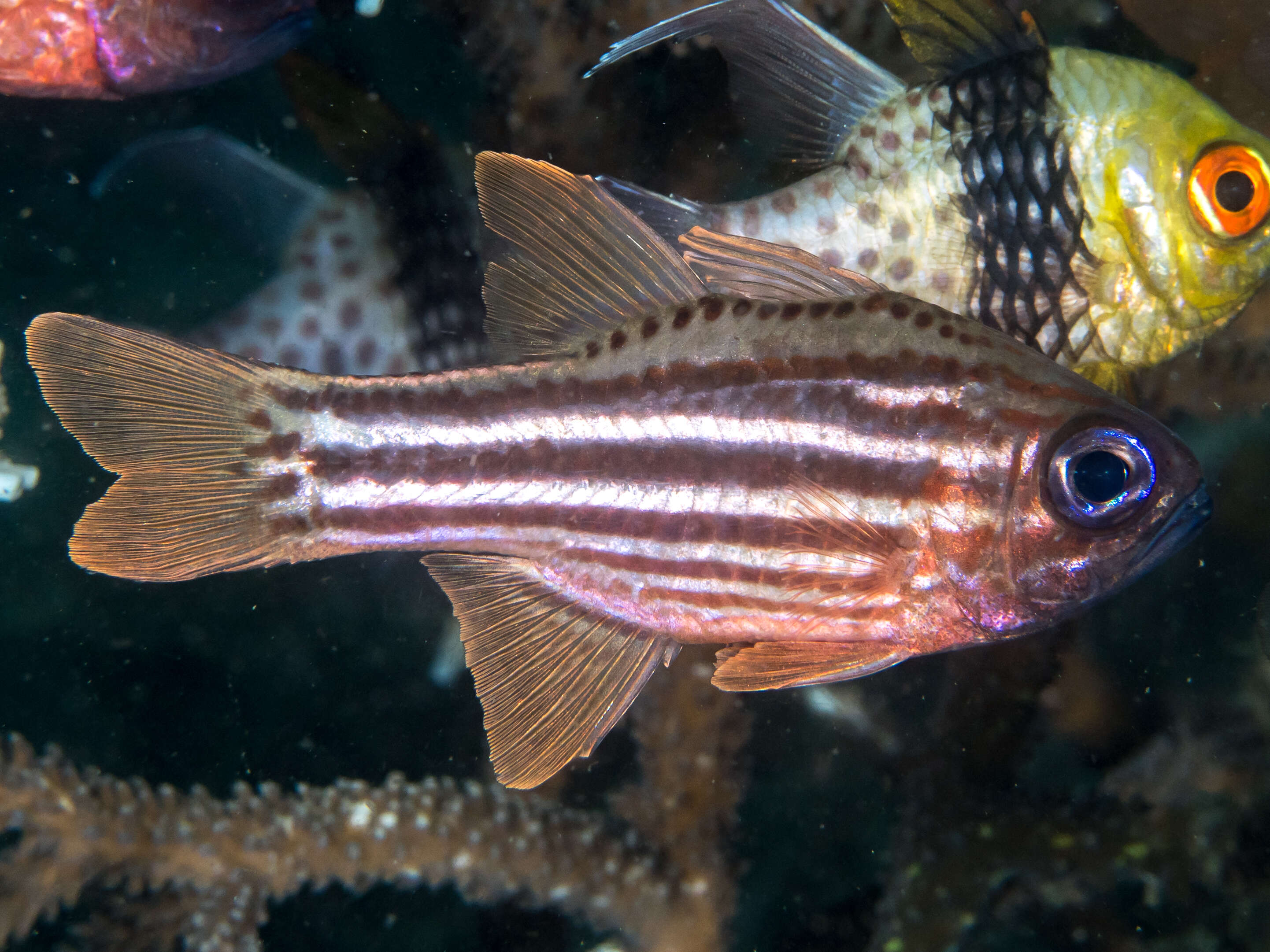 Image of Blue-eye cardinalfish