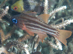 Image of Blue-eye cardinalfish