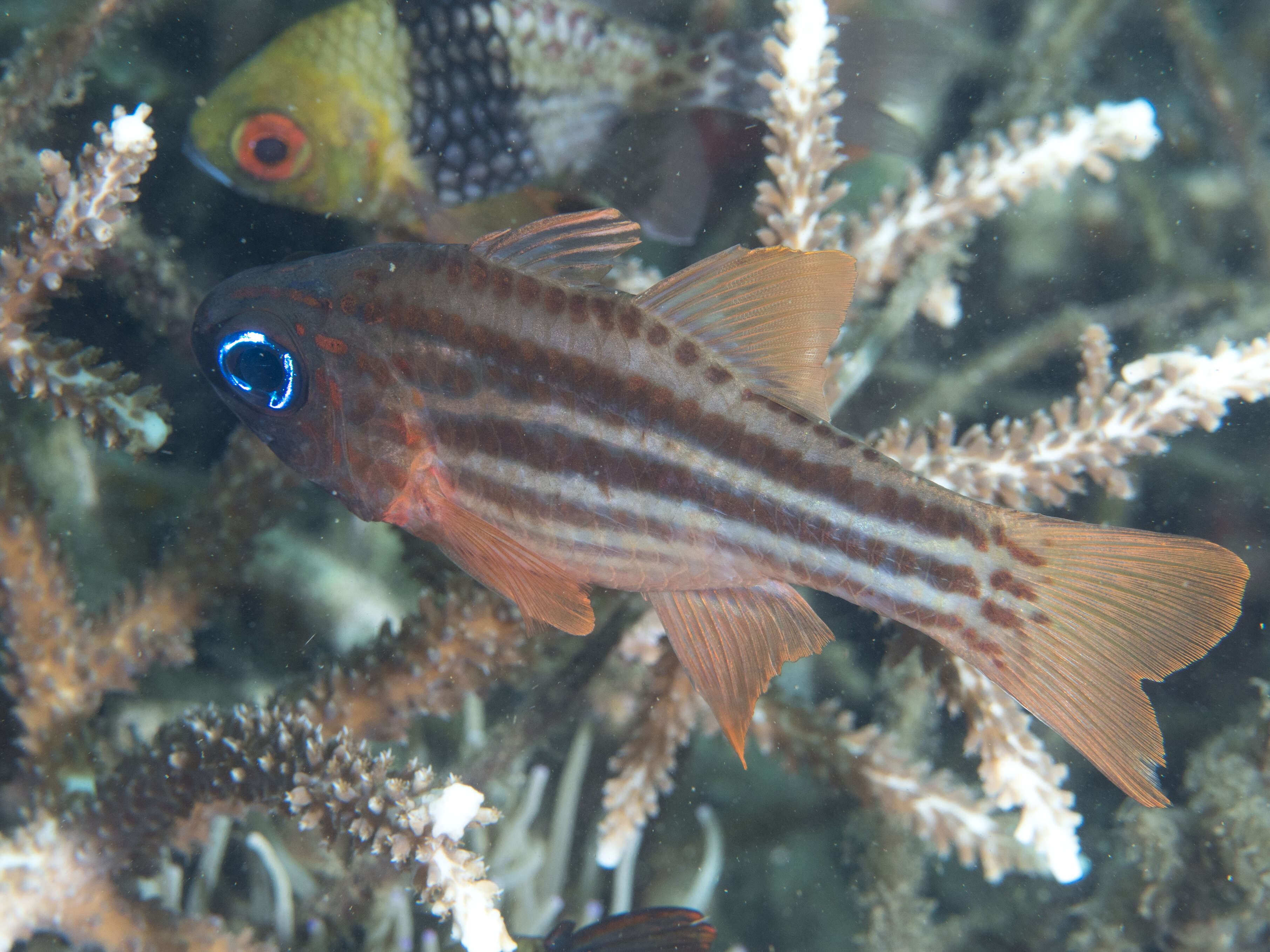 Image of Blue-eye cardinalfish