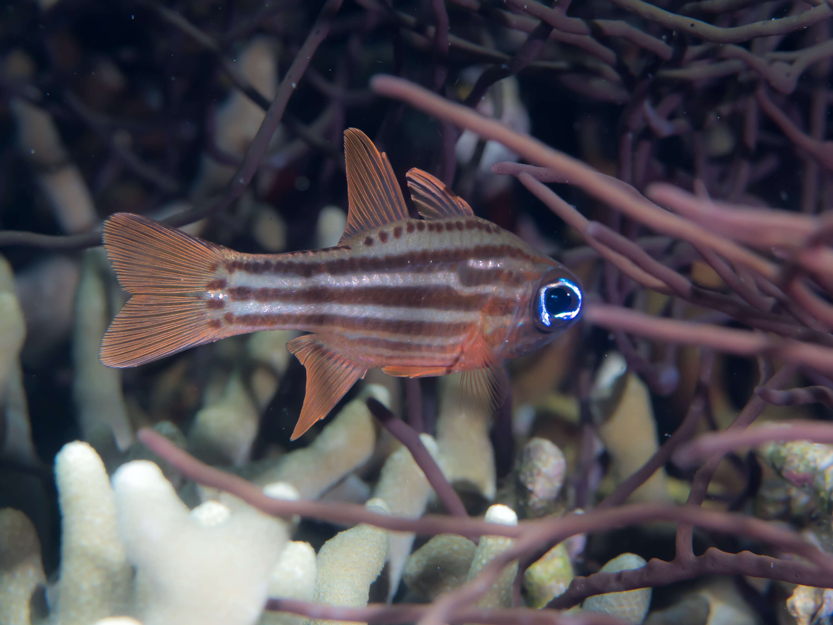 Image of Blue-eye cardinalfish