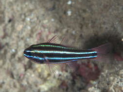 Image of Black-striped cardinalfish