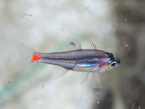 Image of Red-spot cardinalfish