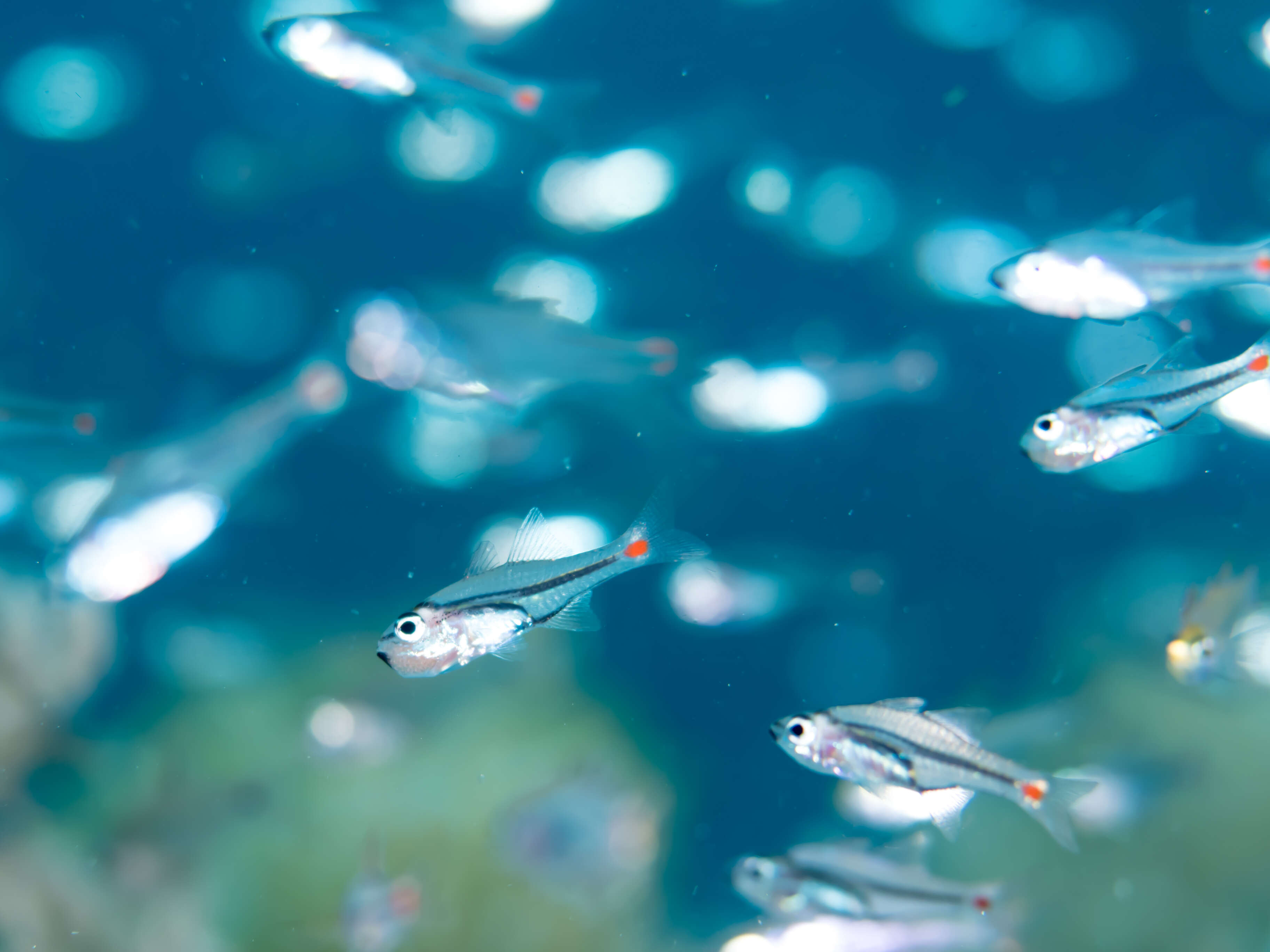 Image of Red-spot cardinalfish