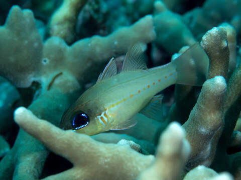 Image of Seale's cardinalfish