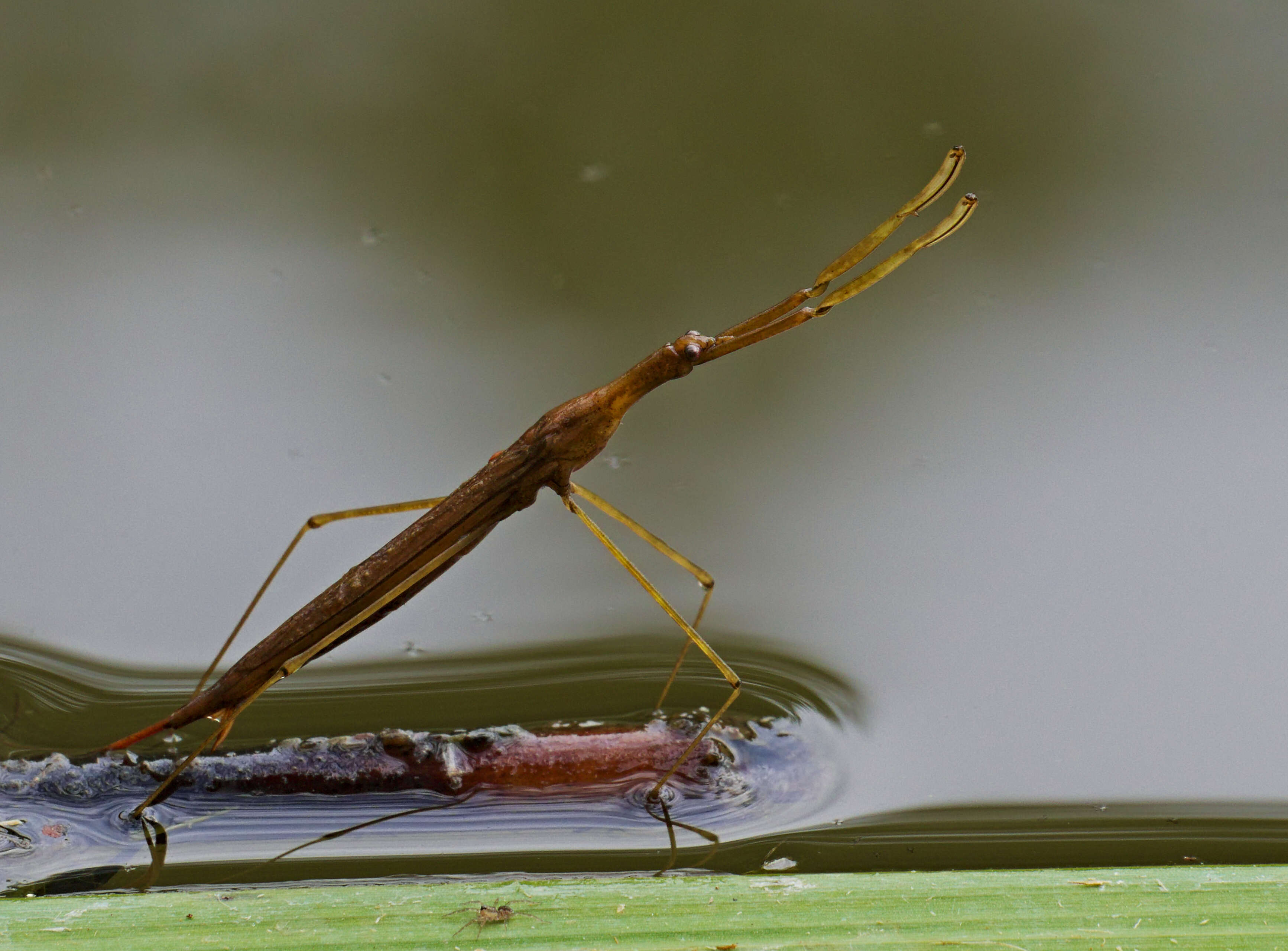 Image of Ranatra linearis (Linnaeus 1758)