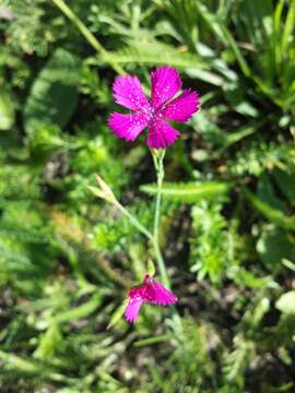 Слика од Dianthus deltoides L.