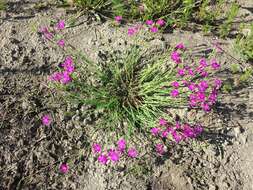 Слика од Dianthus deltoides L.