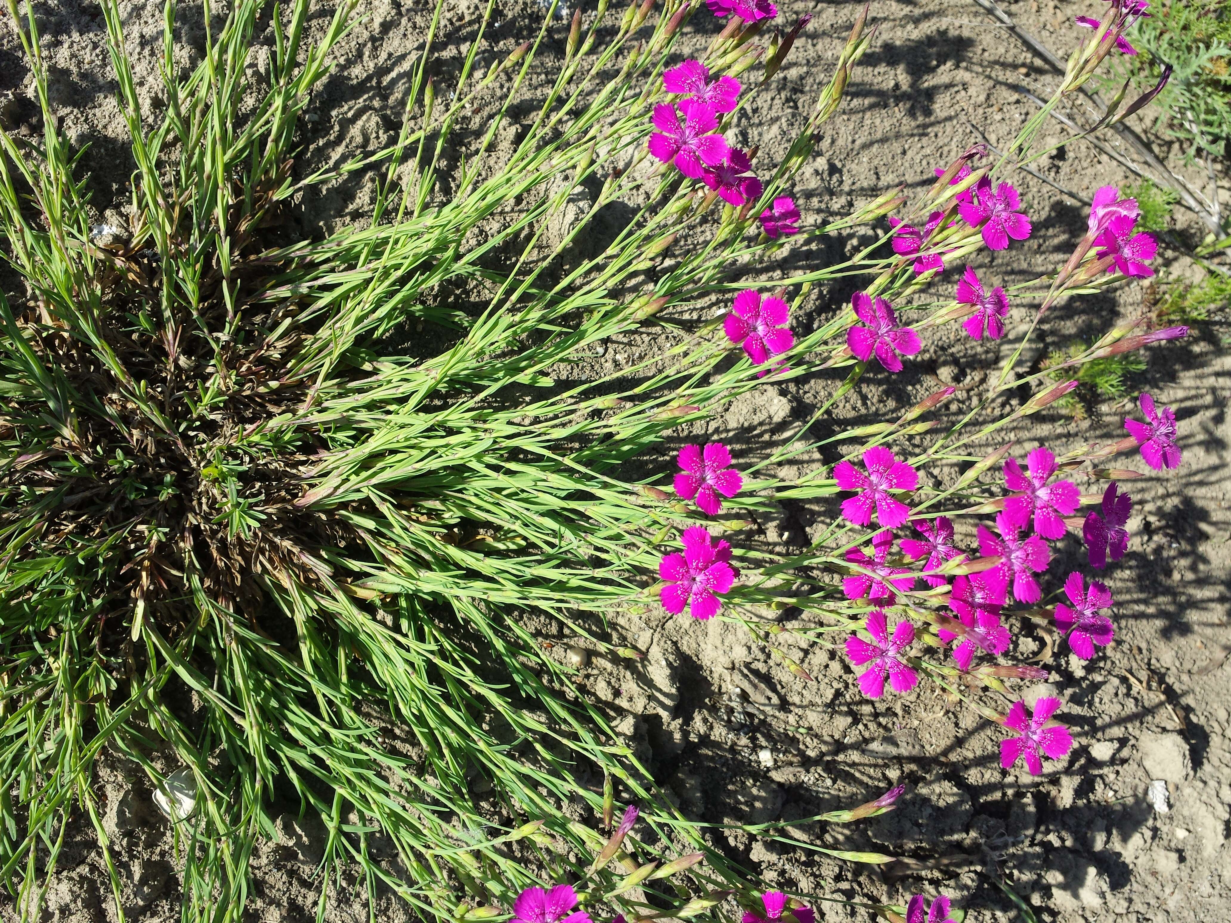 Слика од Dianthus deltoides L.