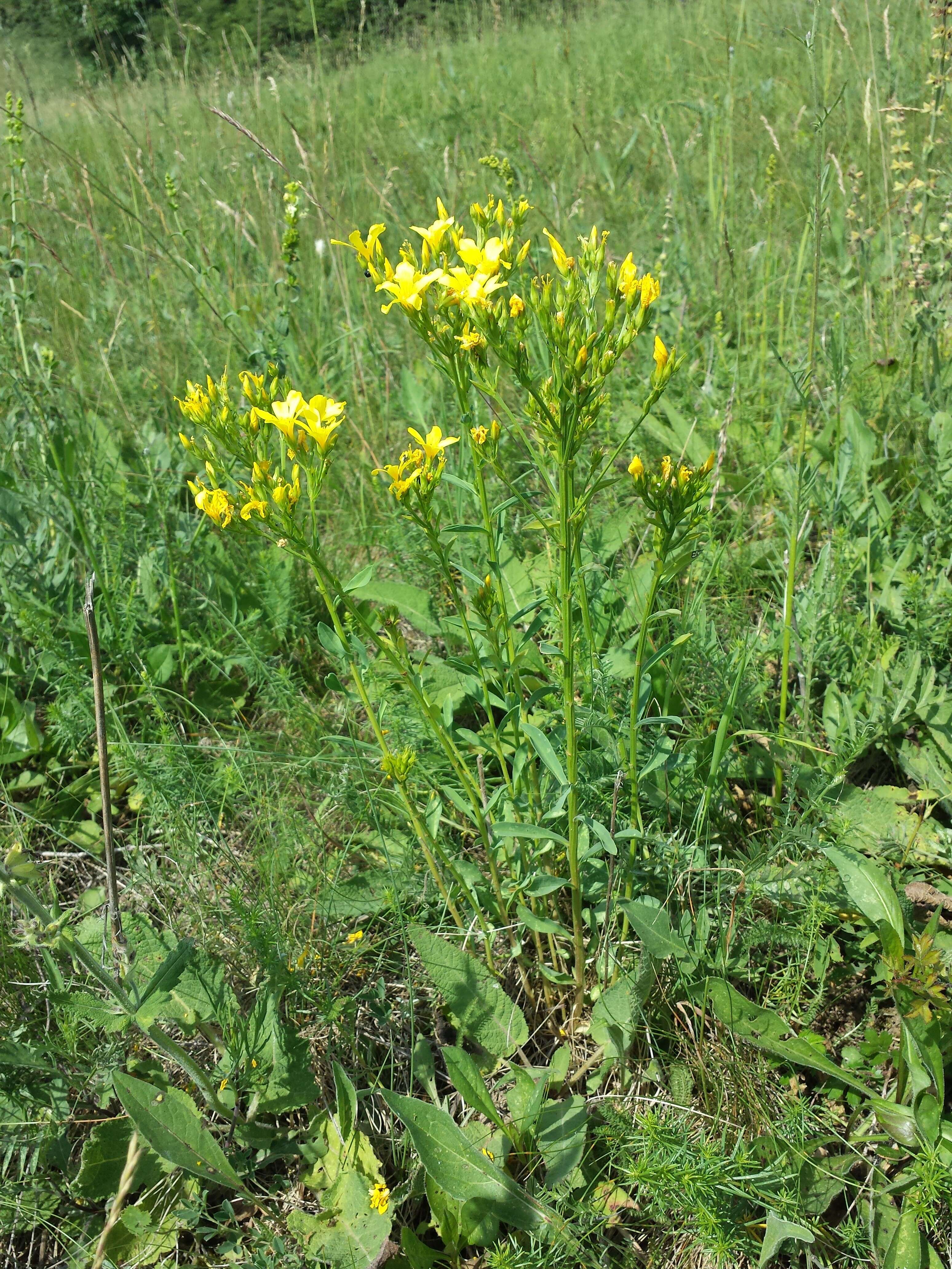 Image of golden flax