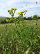 Image of golden flax