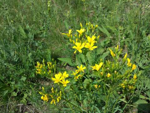 Image of golden flax