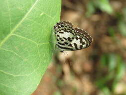 Image of Common Pierrot