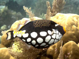 Image of clown triggerfish