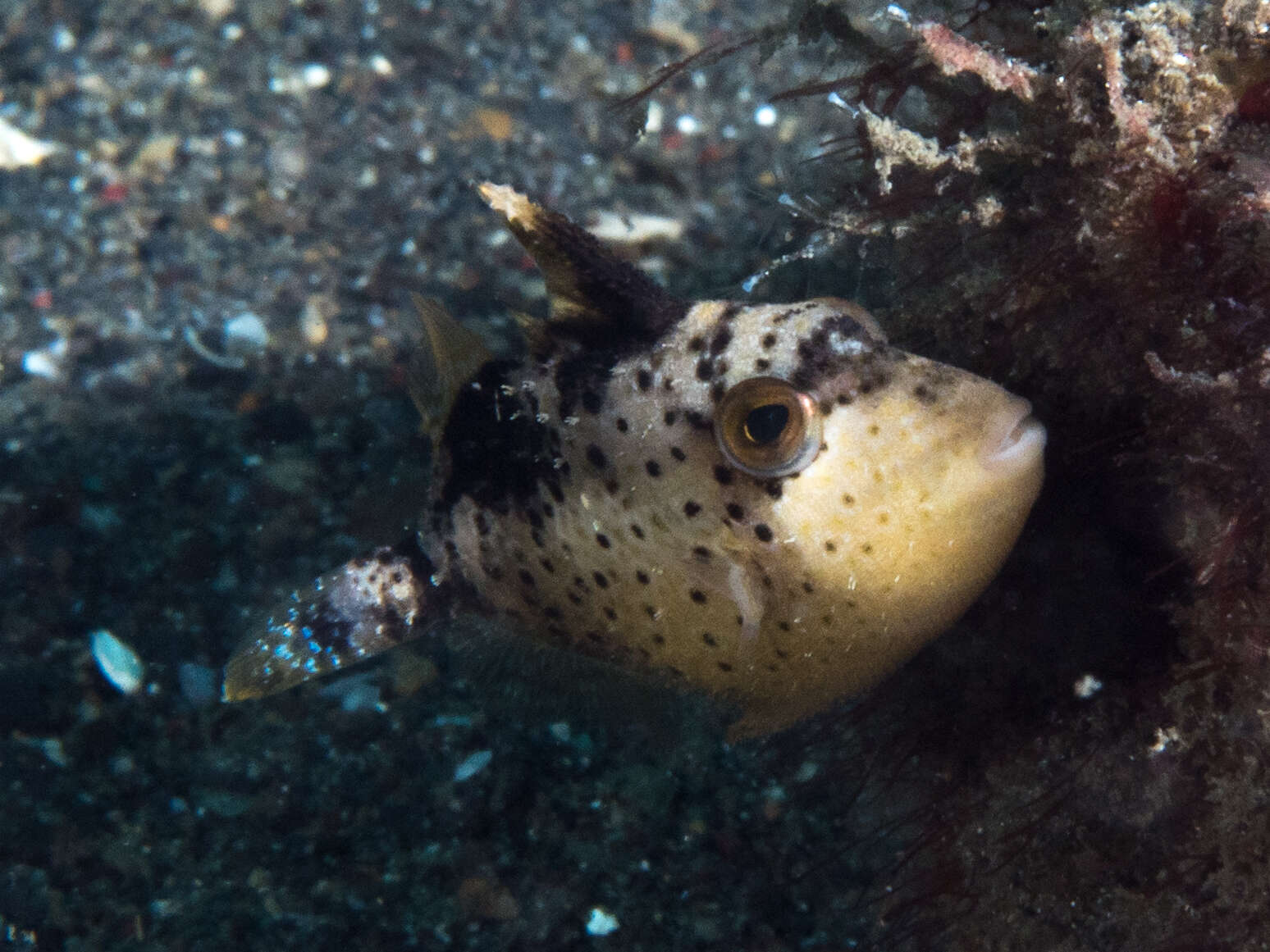 Image of Yellowmargin triggerfish