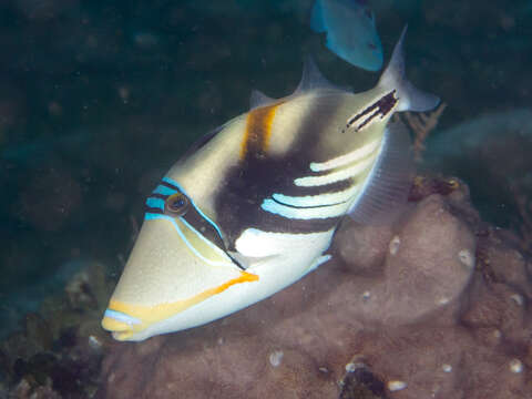 Image of Lagoon triggerfish