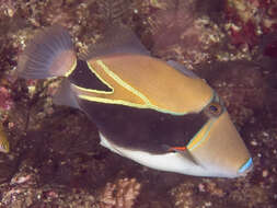 Image of Reef triggerfish