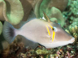 Image of Boomerang triggerfish