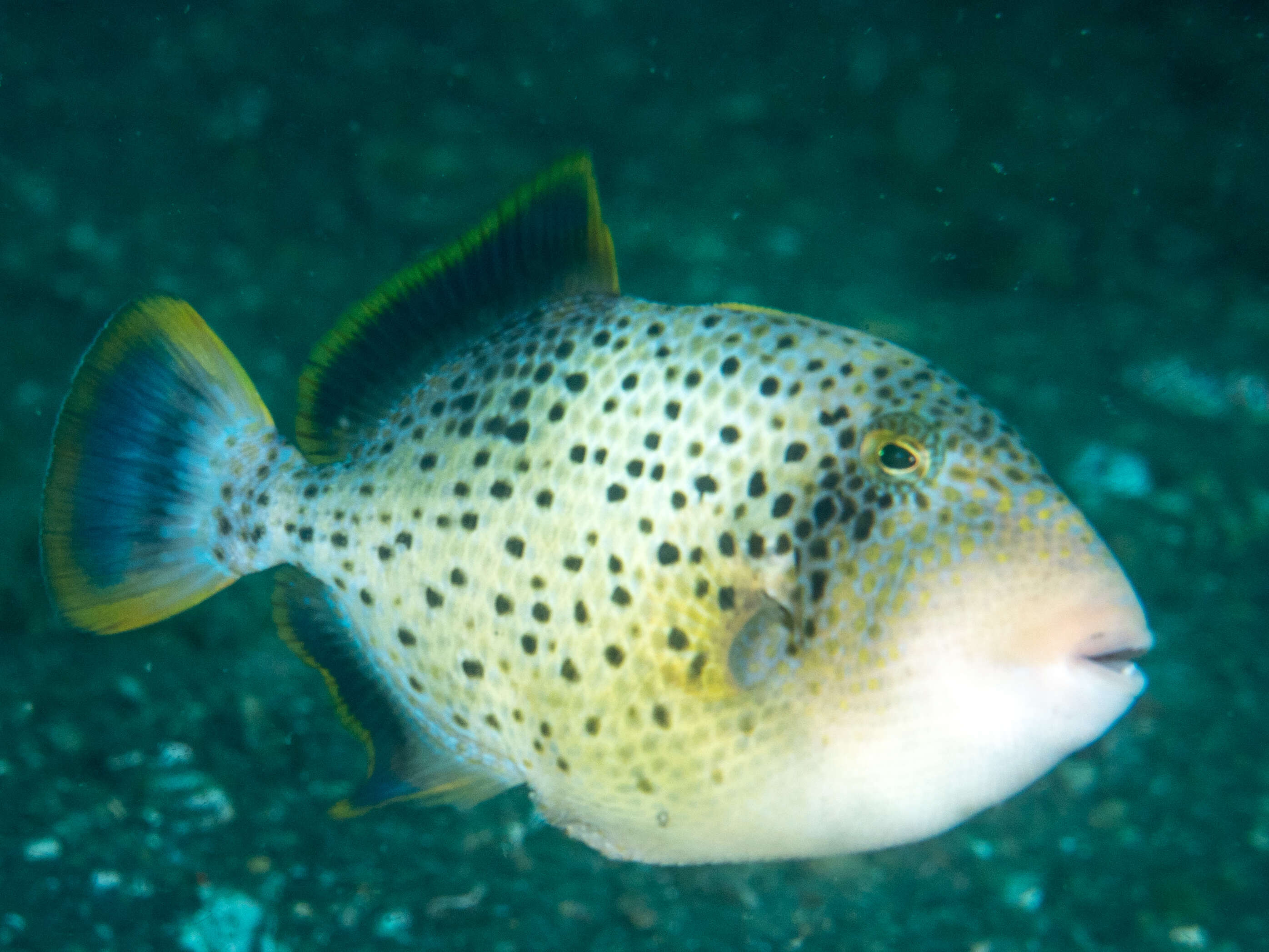 Image of Yellowmargin triggerfish