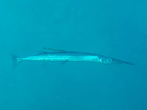 Image of Hound Needlefish