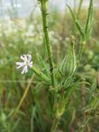 Imagem de Silene noctiflora L.