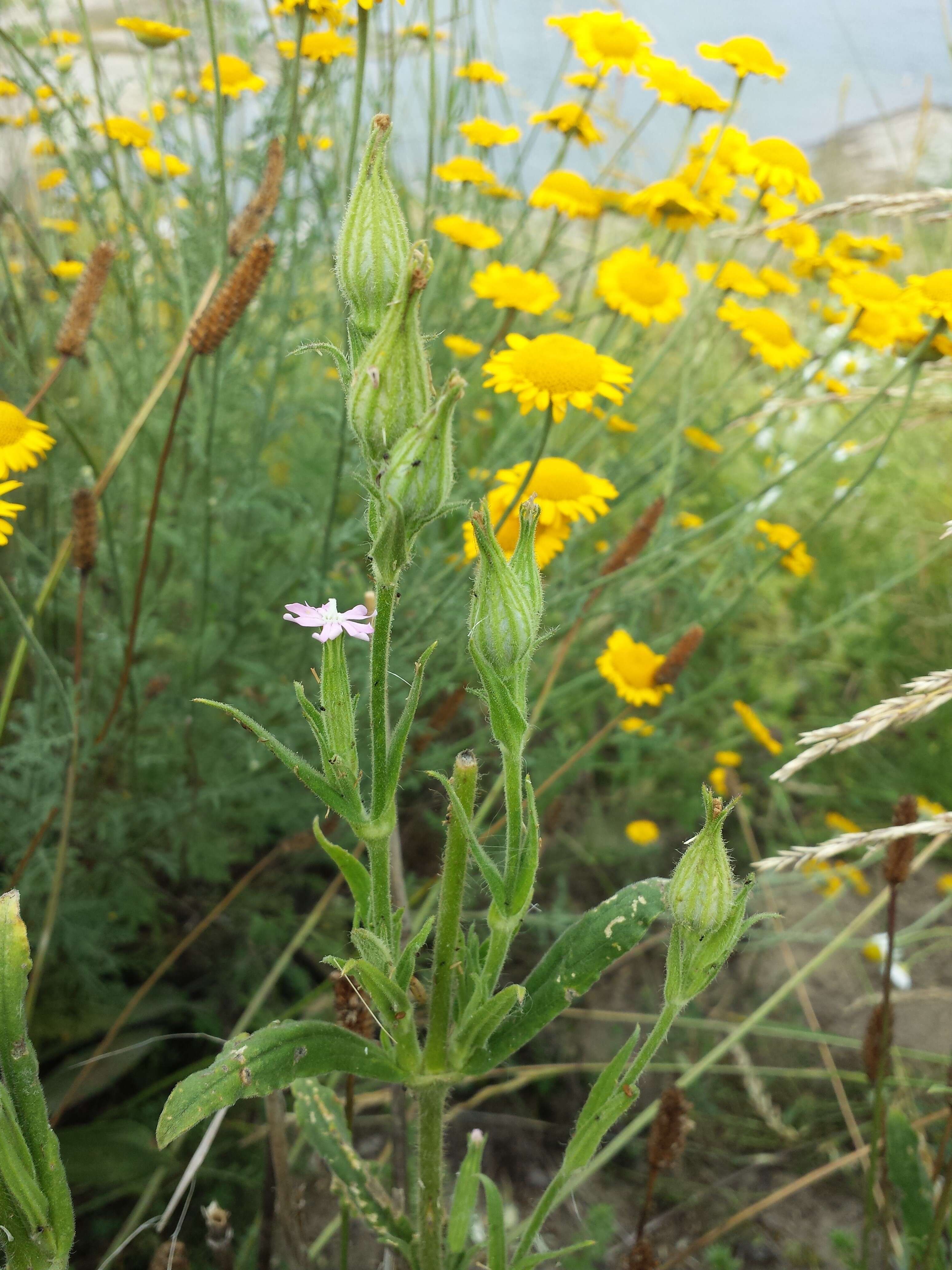 Imagem de Silene noctiflora L.