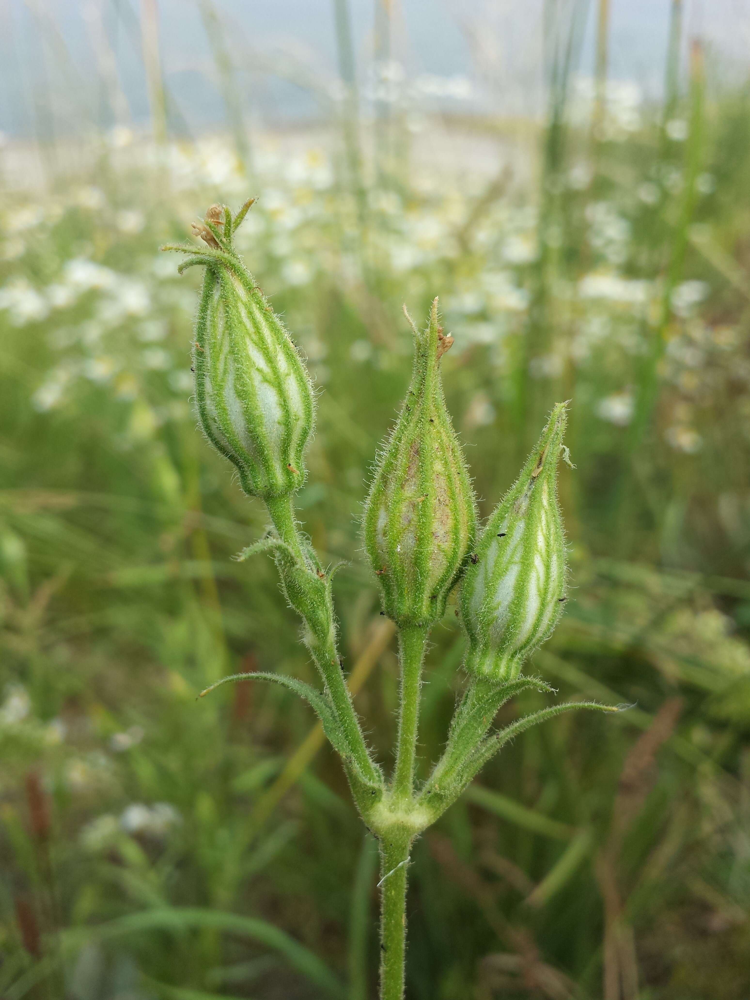 Imagem de Silene noctiflora L.