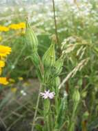 Imagem de Silene noctiflora L.