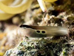 Image of Twin-spot Combtooth-Blenny