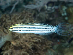 Image of Grammistes Blenny