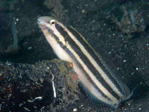 Image of Short-head Sabretooth Blenny