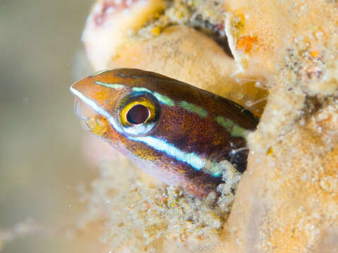 Image of Bluestriped Blenny