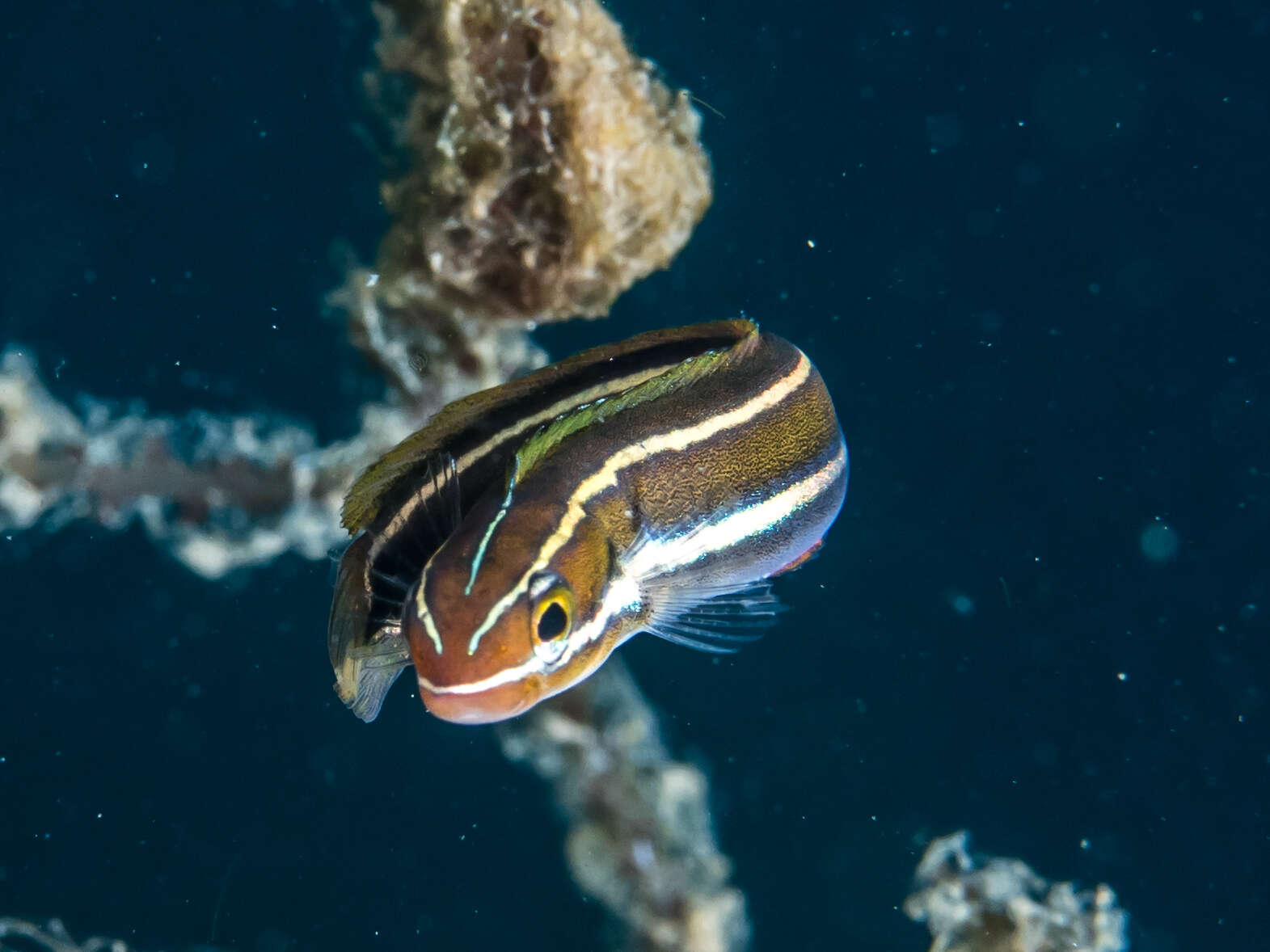 Image of Bluestriped Blenny