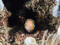 Image of Bluestriped Blenny