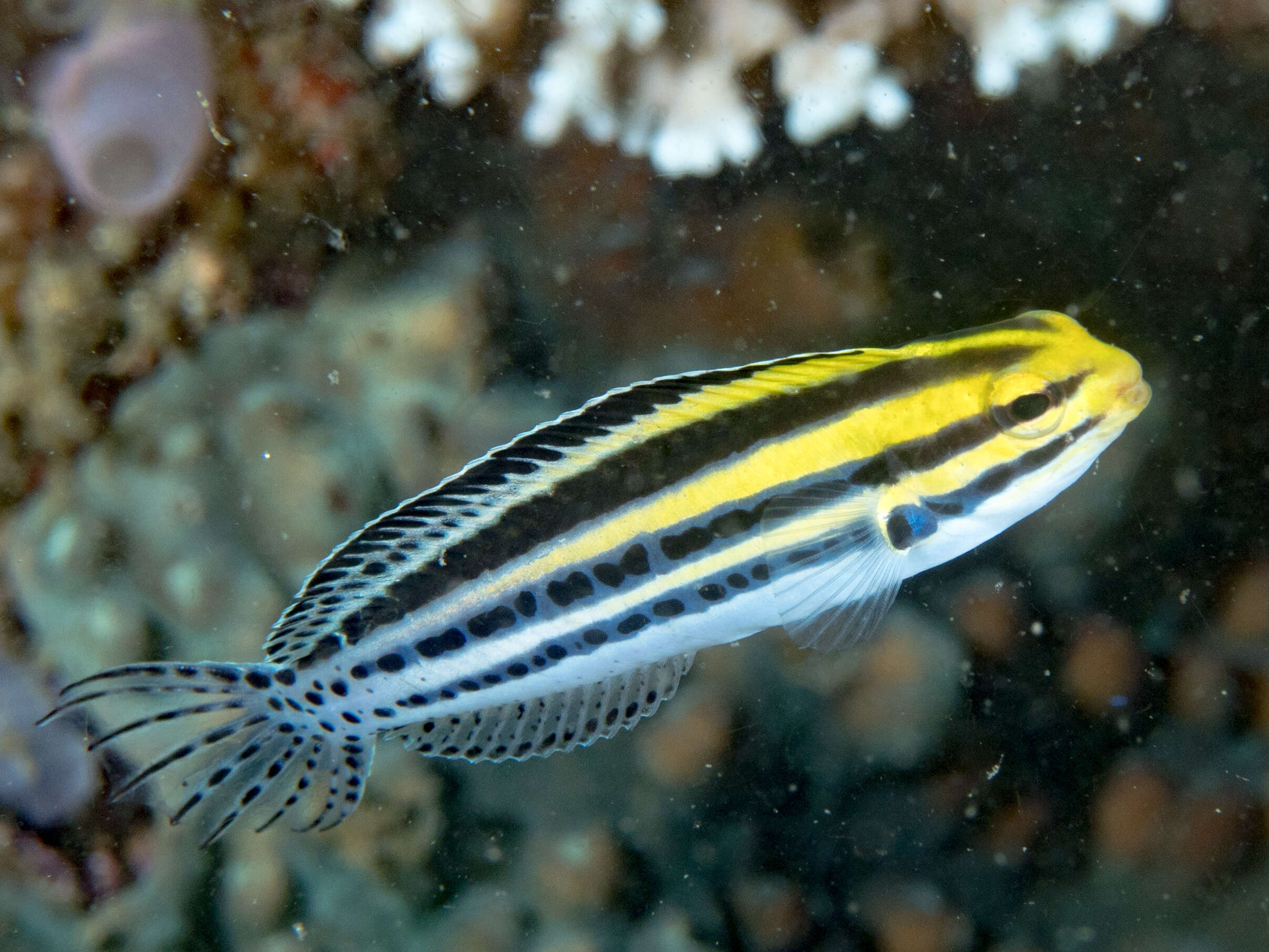 Image of Grammistes Blenny