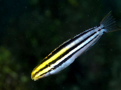 Image of Short-head Sabretooth Blenny