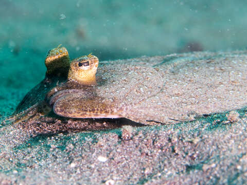 Image of Leopard flounder