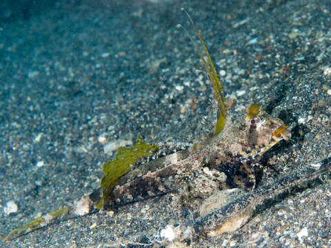 Image of Orange and black dragonet