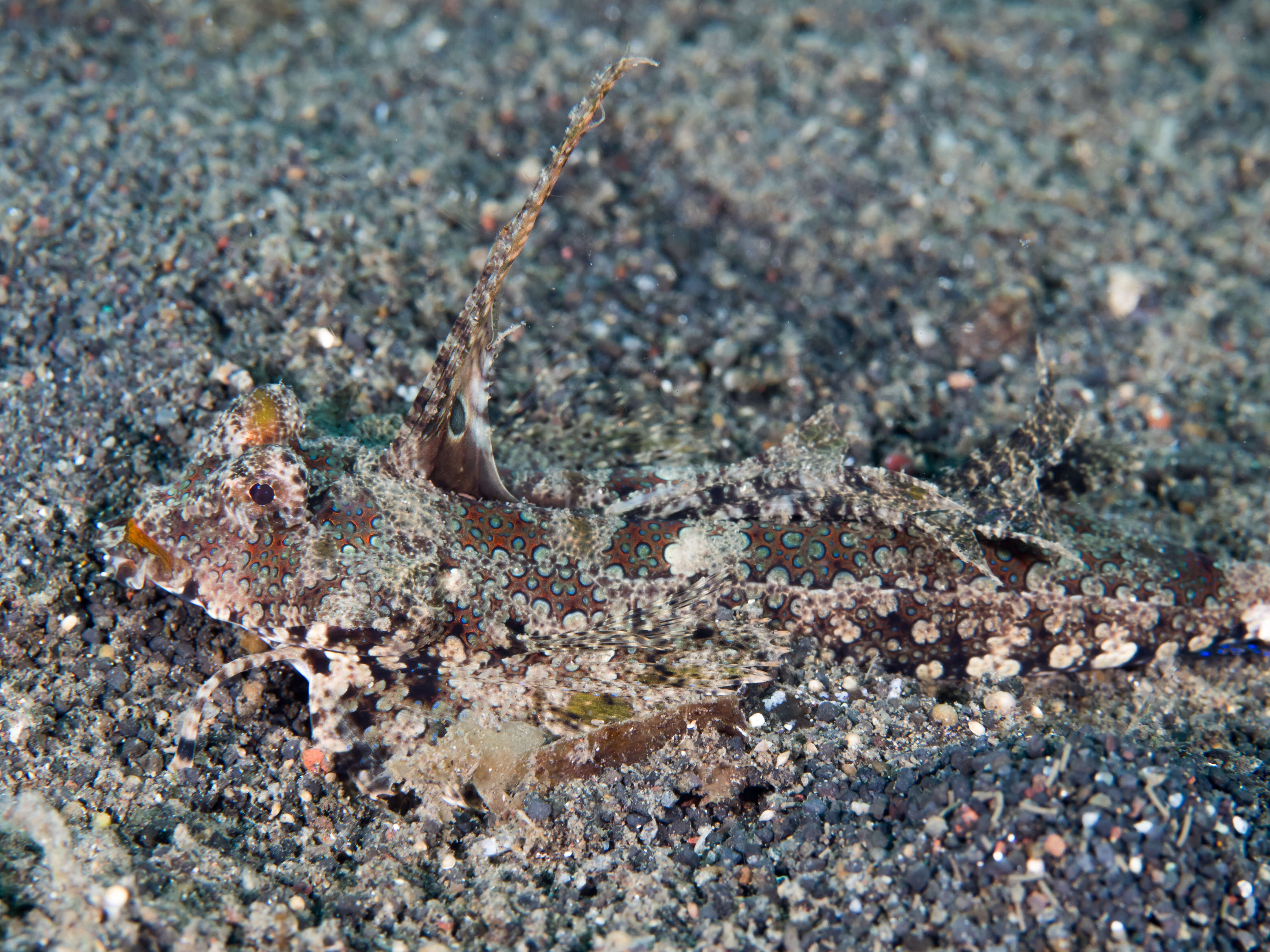 Image of Orange and black dragonet