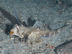 Image of Orange and black dragonet