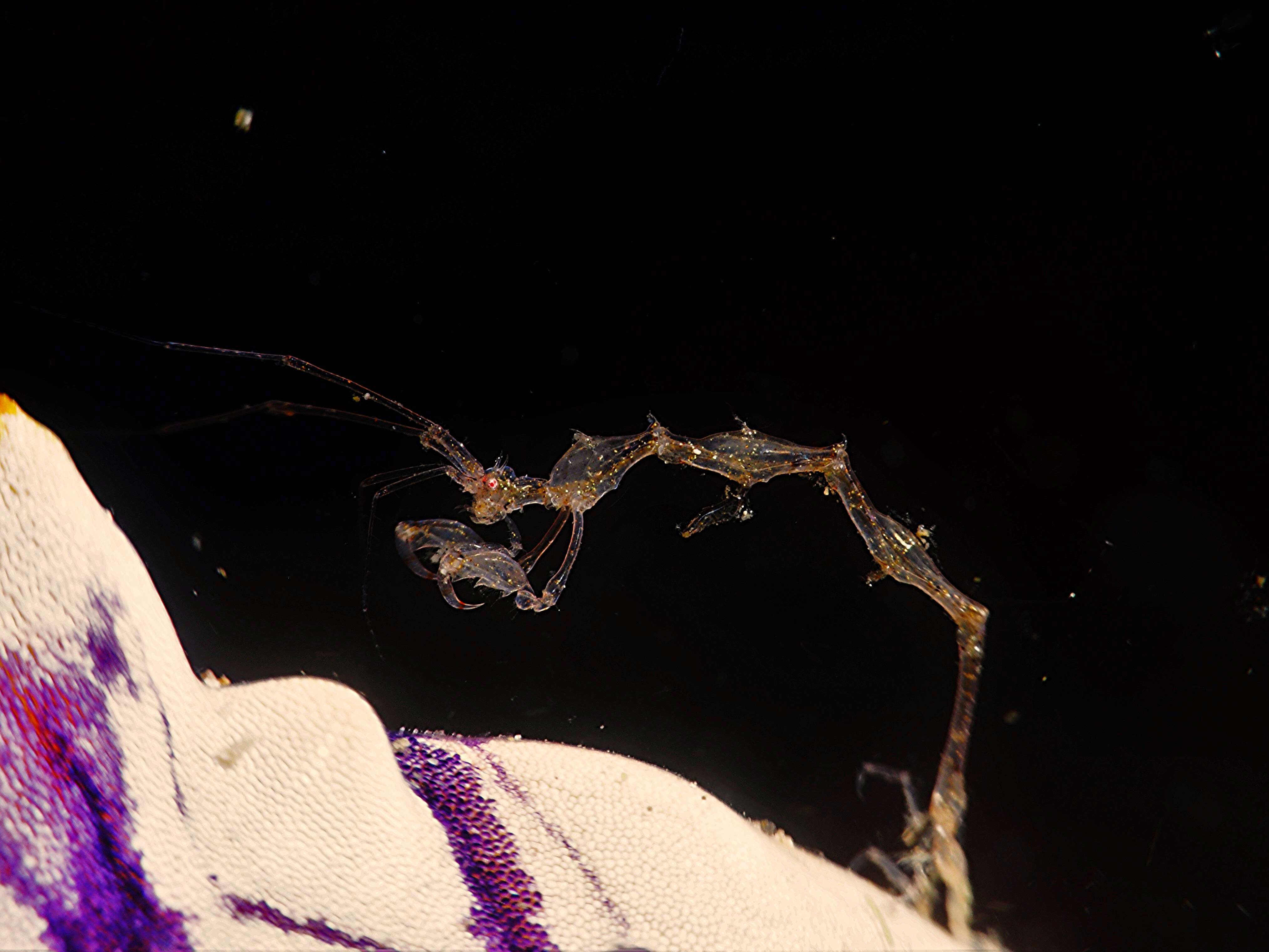 Image of Pink skeleton shrimp