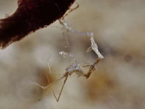 Image of Pink skeleton shrimp