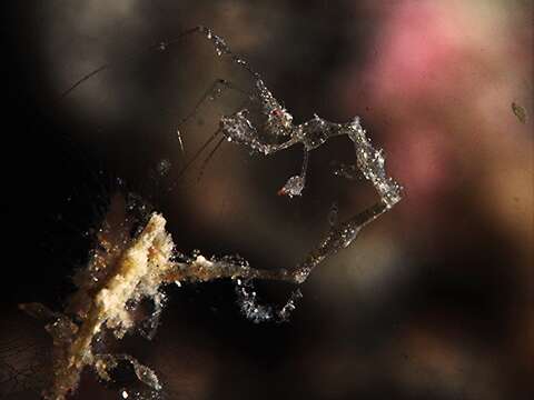 Image of Pink skeleton shrimp