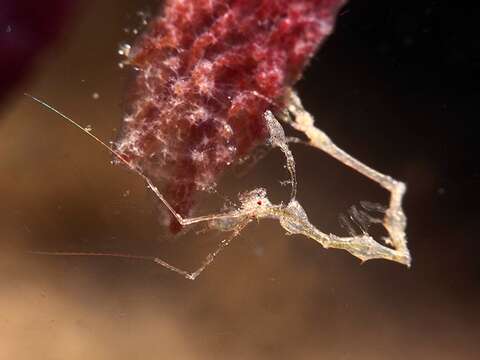 Image of Pink skeleton shrimp