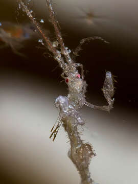 Image of Pink skeleton shrimp