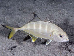 Image of Banded scad