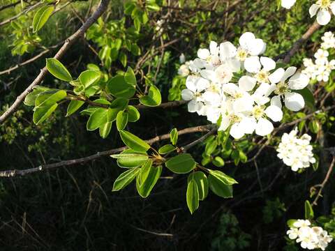 Image of Wild Pear